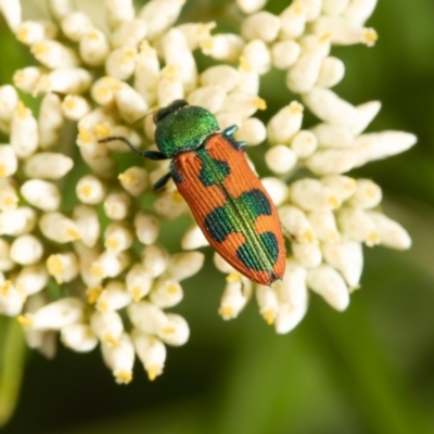 Castiarina hilaris (A jewel beetle) at Black Mountain - 17 Dec 2020 by Roger