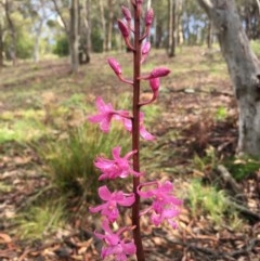 Dipodium roseum (Rosy Hyacinth Orchid) at Lower Boro, NSW - 16 Dec 2020 by mcleana