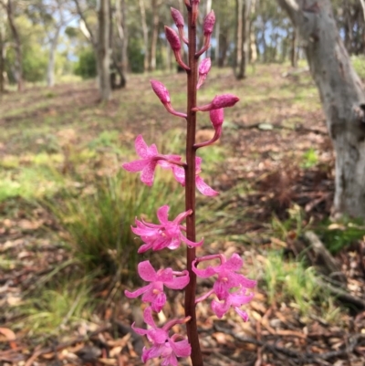 Dipodium roseum (Rosy Hyacinth Orchid) at Lower Boro, NSW - 16 Dec 2020 by mcleana