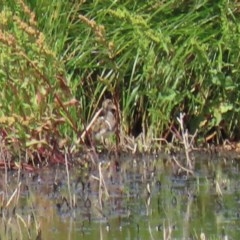 Rostratula australis (Australian Painted-snipe) at Jerrabomberra Wetlands - 17 Dec 2020 by RodDeb