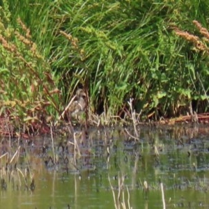 Rostratula australis at Fyshwick, ACT - suppressed