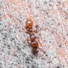 Podomyrma adelaidae (Muscleman tree ant) at Black Mountain - 17 Dec 2020 by Roger