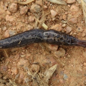 Limax maximus at Fyshwick, ACT - 18 Dec 2020