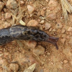 Limax maximus at Fyshwick, ACT - 18 Dec 2020 12:43 PM