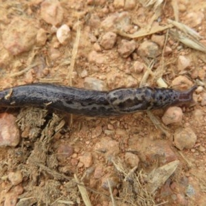 Limax maximus at Fyshwick, ACT - 18 Dec 2020 12:43 PM