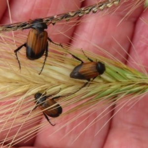 Phyllotocus navicularis at Fyshwick, ACT - 18 Dec 2020 12:34 PM