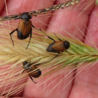 Phyllotocus navicularis (Nectar scarab) at Fyshwick, ACT - 18 Dec 2020 by Christine