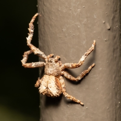Sidymella sp. (genus) (A crab spider) at Acton, ACT - 17 Dec 2020 by Roger