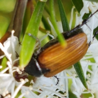 Phyllotocus rufipennis (Nectar scarab) at Holt, ACT - 18 Dec 2020 by tpreston