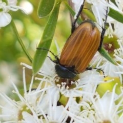 Phyllotocus rufipennis at Holt, ACT - 18 Dec 2020