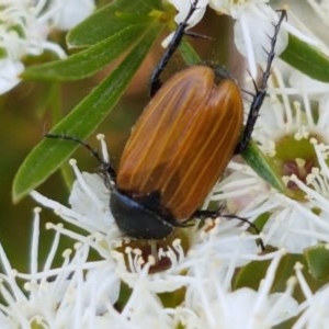 Phyllotocus rufipennis at Holt, ACT - 18 Dec 2020