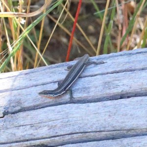 Morethia boulengeri at O'Connor, ACT - 18 Dec 2020