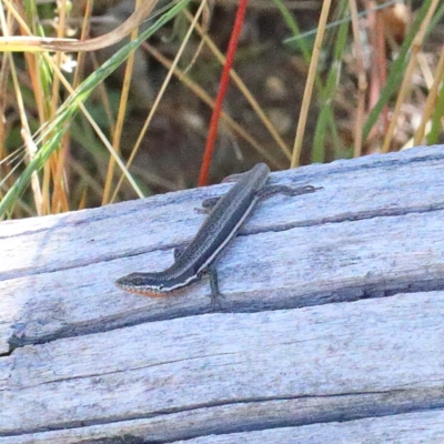 Morethia boulengeri (Boulenger's Skink) at Dryandra St Woodland - 18 Dec 2020 by ConBoekel