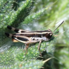 Macrotona australis (Common Macrotona Grasshopper) at Dryandra St Woodland - 18 Dec 2020 by ConBoekel