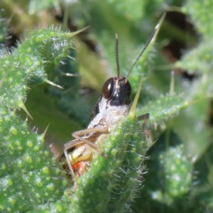 Macrotona australis at O'Connor, ACT - 18 Dec 2020