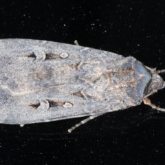 Agrotis infusa (Bogong Moth, Common Cutworm) at Ainslie, ACT - 16 Dec 2020 by jb2602