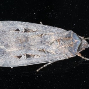 Agrotis infusa at Ainslie, ACT - 16 Dec 2020