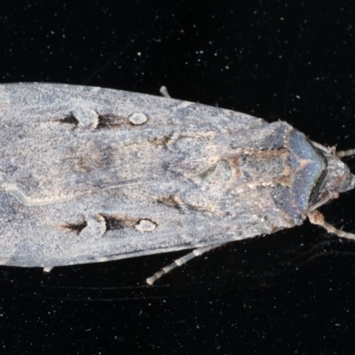 Agrotis infusa (Bogong Moth, Common Cutworm) at Ainslie, ACT - 16 Dec 2020 by jb2602