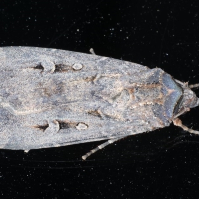 Agrotis infusa (Bogong Moth, Common Cutworm) at Ainslie, ACT - 16 Dec 2020 by jbromilow50