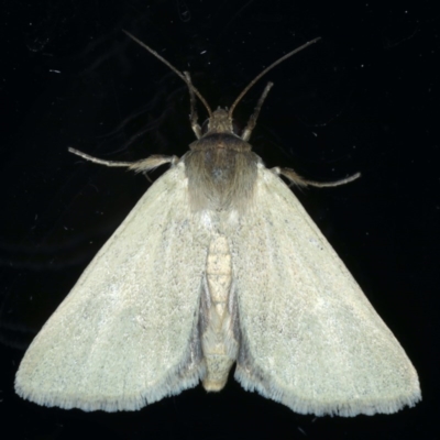 Heliocheilus moribunda (A Noctuid moth) at Ainslie, ACT - 17 Dec 2020 by jbromilow50