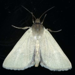 Heliocheilus moribunda (A Noctuid moth) at Ainslie, ACT - 17 Dec 2020 by jbromilow50