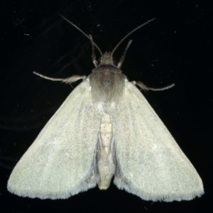 Heliocheilus moribunda at Ainslie, ACT - 17 Dec 2020