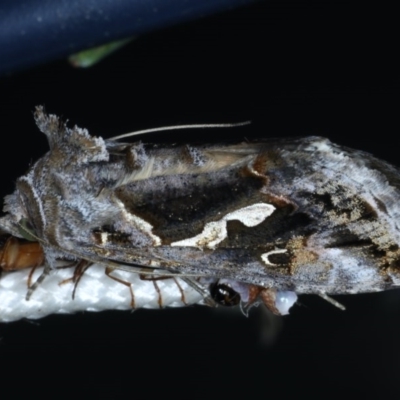 Chrysodeixis argentifera (Tobacco Looper) at Ainslie, ACT - 17 Dec 2020 by jbromilow50