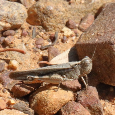 Austroicetes sp. (genus) (A grasshopper) at Dryandra St Woodland - 18 Dec 2020 by ConBoekel