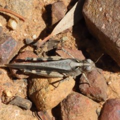 Austroicetes sp. (genus) at O'Connor, ACT - 18 Dec 2020 03:04 PM