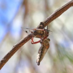 Galanga labeculata at O'Connor, ACT - 18 Dec 2020