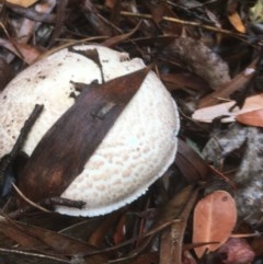 Unverified Fungus at ANBG - 17 Dec 2020 by Tapirlord