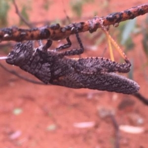 Coryphistes ruricola at Acton, ACT - 17 Dec 2020