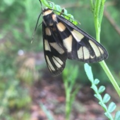 Amata (genus) (Handmaiden Moth) at Acton, ACT - 17 Dec 2020 by Tapirlord