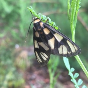 Amata (genus) at Acton, ACT - 17 Dec 2020