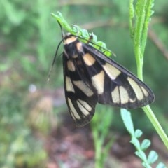 Amata (genus) at Acton, ACT - 17 Dec 2020