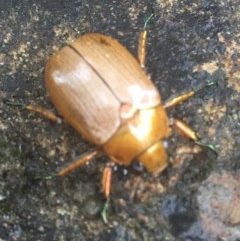 Anoplognathus brunnipennis (Green-tailed Christmas beetle) at ANBG - 16 Dec 2020 by Tapirlord