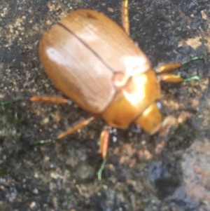 Anoplognathus brunnipennis at Canberra Central, ACT - 17 Dec 2020