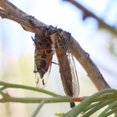 Colepia sp. (genus) (A robber fly) at O'Connor, ACT - 18 Dec 2020 by ConBoekel