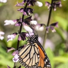 Danaus plexippus (Monarch) at Penrose, NSW - 9 Dec 2020 by Aussiegall