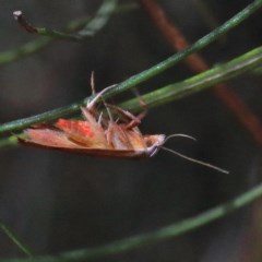 Tortricopsis uncinella (A concealer moth) at Dryandra St Woodland - 18 Dec 2020 by ConBoekel