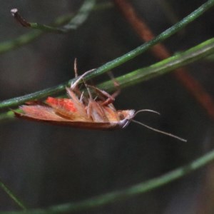 Tortricopsis uncinella at O'Connor, ACT - 18 Dec 2020