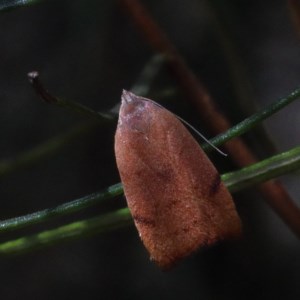 Tortricopsis uncinella at O'Connor, ACT - 18 Dec 2020