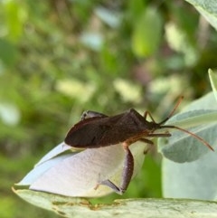 Amorbus sp. (genus) (Eucalyptus Tip bug) at Murrumbateman, NSW - 18 Dec 2020 by SimoneC