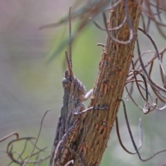 Coryphistes ruricola (Bark-mimicking Grasshopper) at Dryandra St Woodland - 18 Dec 2020 by ConBoekel