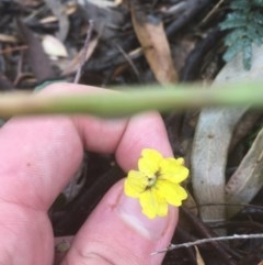 Goodenia hederacea (Ivy Goodenia) at Acton, ACT - 17 Dec 2020 by Tapirlord