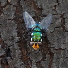 Rutilia (Ameniamima) argentifera (A Bristle fly) at O'Connor, ACT - 18 Dec 2020 by ConBoekel