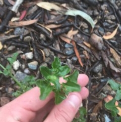 Einadia hastata (Berry Saltbush) at ANBG - 16 Dec 2020 by Tapirlord