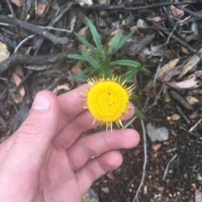 Coronidium oxylepis subsp. lanatum (Woolly Pointed Everlasting) at ANBG - 16 Dec 2020 by Tapirlord