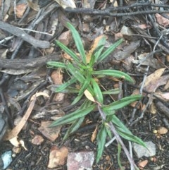 Coronidium oxylepis subsp. lanatum at Acton, ACT - 17 Dec 2020