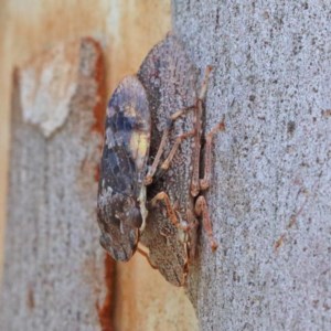 Stenocotis depressa at O'Connor, ACT - 18 Dec 2020